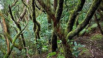 Anaga Mountains & Jungle VIP Private Tour in Tenerife