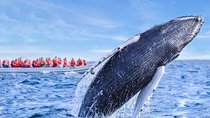 Whale Watching