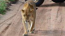 3 Days Serengeti & Ngorongoro Tour