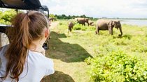 Half Day Minneriya National Park Safari from Sigiriya