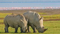 Lake Nakuru National park Day Tour From Nairobi 