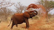 2 Days Tsavo Safari Adventure Nairobi Kenya !