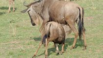 6 Days Kenya Allround Safari