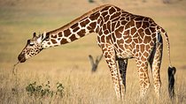 Lake Naivasha and Crescent Island National Park