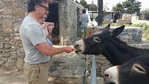 Visit the Mykonian Farm in Mykonos