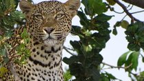 6 Days Tanzania Classic Safari