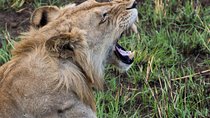 3 Day 2 Night Mikumi National Park + Masai culture
