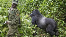 3 Days Gorilla trekking in Bwindi National Park 