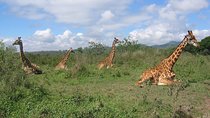 Arusha National Park Day Tour with Walking Safari & Canoeing 