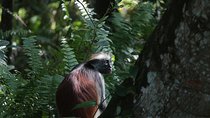 Half-Day Private Jozani Chwaka Bay Forest Tour in Zanzibar