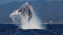 Whale and Dolphin Watching with a Biologist in Puerto Vallarta