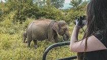 Half Day Udawalawe Safari (Entrance + Lunch)