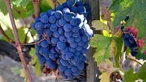 Small-Group Brunello Wine Tour of Montalcino from Florence