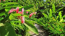 St. Lucia Botanical Gardens and Waterfall Tour Groups only