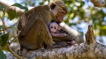 Wilpattu National Park Private Full Day Tour From Colombo