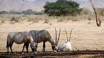 HALF-Day Wildlife Tour Through Souss Massa from Agadir