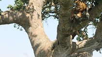 4-Day Uganda Gorilla Trekking and Wildlife Safari