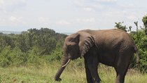 10-Day Wildlife Big 5, Murchison Falls and Gorilla Safari