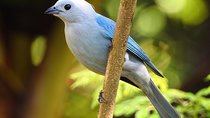 Birdwatching Tour
