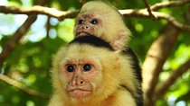 Combo 1: Jungle Night Tour & Day Tour Manuel Antonio