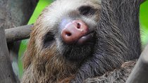 Sloth Tour Manuel Antonio National Park