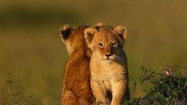 Ngorongoro Adventures in a day