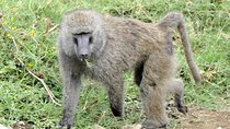 Day Trip To Lake Nakuru National Park