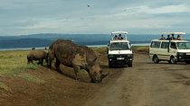 6 Days Maasai Mara - Nakuru - Amboseli budget group safari.