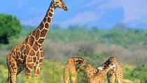 4 Days Samburu and Meru National reserve 