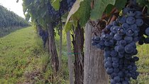 Wine tasting in Chianti, visiting Castellina, in Tuscany from Rome