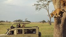 Safari Excelente y Safari lujos Tanzania 
