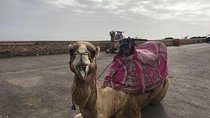 Camel Riding experience in Agadir