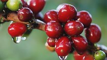 3-in-1 Monteverde Cloud Forest Coffee, Chocolate and Sugar Cane Tour