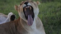 Day Trip to Ngorongoro Crater from Arusha
