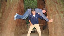 Half-Day Private Tour of Muir Woods & Sausalito from San Francisco