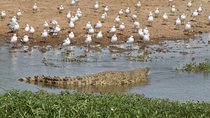 6-Day Queen Elizabeth and Mburo Luxury Safari