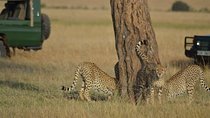 5 Days Highlights of Kenya
