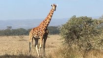 7 Days Adventurous Maasai Mara – Naivasha – Nakuru – Amboseli