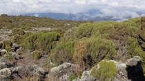 1 Day Kilimanjaro Climb via Machame Route