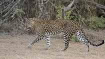 Yala Safari Jeep tour with Abraham Travel