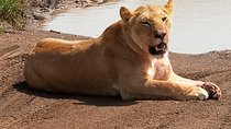 7 Days Special Kenya safari