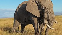 3 Days Amboseli National Park