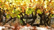 "Premium Wine Tour" Viña Cousiño Macul Oficial portugués