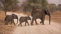 2 Day Zulu Safari Adventure from Durban