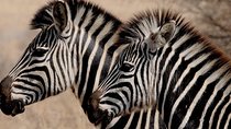 Luxury 5-Day Lesotho, Drakensberg & Safari Tour from Durban