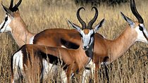 Cape Town Private, Inverdoorn Safari Tour - Overnight With Accommadation