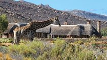 Cape Town Private Full Day Aquila Safari Tour with Lunch