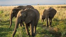 7 Day Experience wildlife nature and Culture Mikumi / Udzungwa & Ruhaa Park