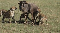 3 Days Ngorongoro crater-lake Manyara safari