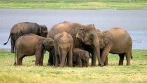 Private Jeep Safari at Minneriya National Park